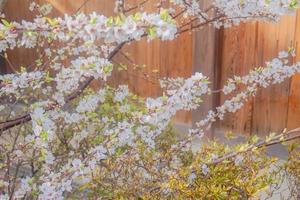 a bunch of pink sakura cherry blossom in spring photo