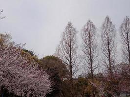 sakura Cereza florecer en primavera foto