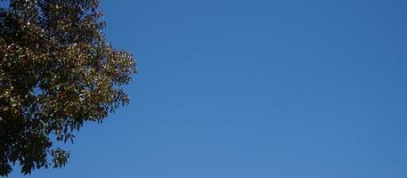Tree branches and leaves against the blue sky on a sunny day photo
