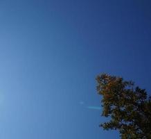 árbol ramas y hojas en contra el azul cielo en un soleado día foto