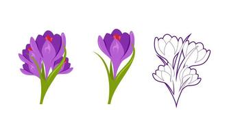 Set of Saffron flower icon vector