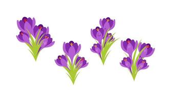 Set of Saffron flower icon vector