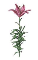 Vector pattern of pink lily on a stem with leaves on a transparent background. Botanical illustration of a lily flower