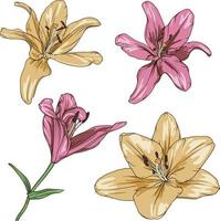 vector drawing of pink and yellow lilies on a transparent background. lily flower botanical illustration