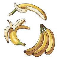 set of ripe bananas closeup isolated on white background, vector illustration