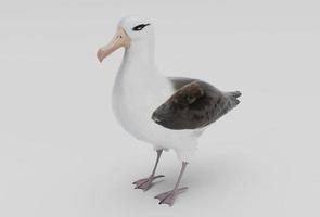 albatross bird minimal 3d illustration on white background. photo