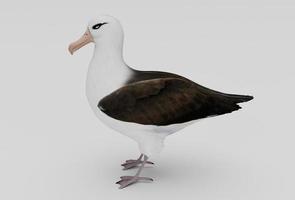 albatross bird minimal 3d illustration on white background. photo