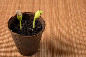 pumpkin sprouts with a seed on a leaf in a peat pot on a brown napkin with copy space photo