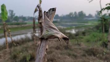 verbazingwekkend vrij video van bamboe