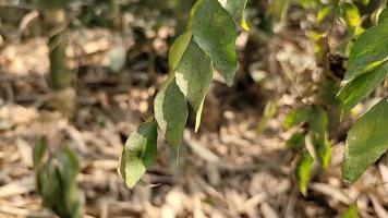 strano le forme di natura gratuito video