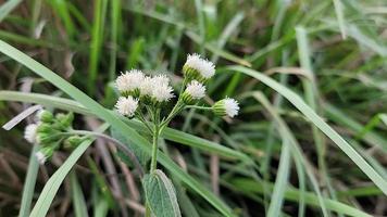 vreemd vormen van natuur vrij video