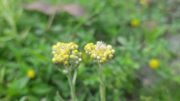 strano le forme di natura gratuito video