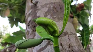 estranho formulários do natureza cenas livre vídeo video