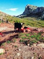 descubrir el reconfortante enlace becerro en el idílico campo, un viaje dentro el belleza de natural relaciones foto