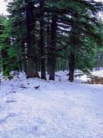 Experience the enchanting winter wonderland snow under the cedar trees in the forest, a journey through the heart of nature's magical and serene beauty photo