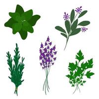 Provencal herbs . seasonings, food, spices vector elements set
