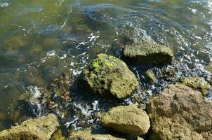 wet green seaweed on rocks on shore with water photo