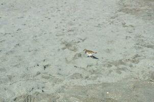 pequeño marrón y blanco pájaro en arena a playa foto