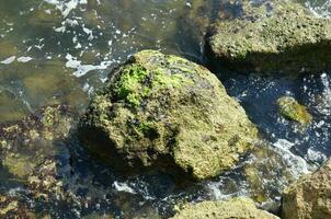 wet green seaweed on rocks on shore with water photo