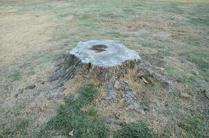 cut tree stump on ground with grass or lawn photo