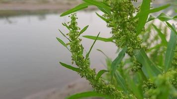 strano le forme di natura gratuito video