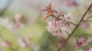 branche de fleurs de cerisier rose en floraison printanière. sakura japonais. fête du hanami. video