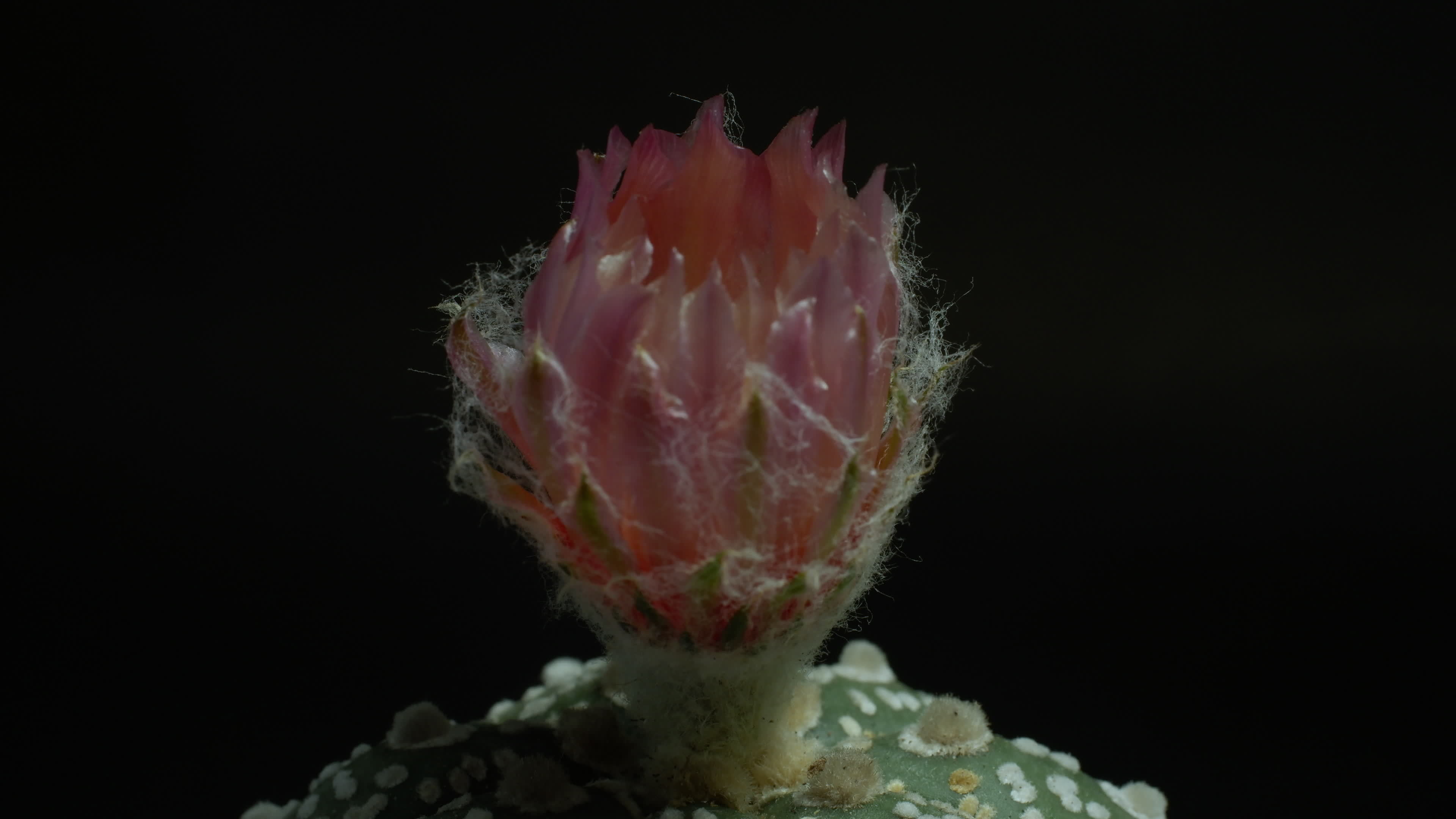 Astonishing Daisy Bloom Time Lapse: Full Video Inside - op9onkm