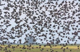 muy grande rebaño de común estorninos - sturnus vulgaris - en denso vuelo terminado tierras y campos durante otoño migración foto