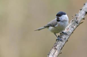 Crying Wiilow Tit - poecile montanus - with wide open beak perched on dry twig in the forest photo