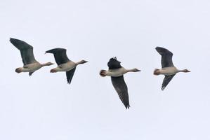 Small flock of bean geese - Anser fabalis - tight fly in light sky close to each other in autumn photo