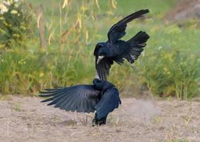 Rook - corvus frugilegus - attacks another rook in fast flight with spreaded tail and wings photo