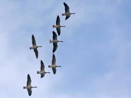 Group of Greylag geese - anser anser - in high flight in blue sky in autumn fall photo