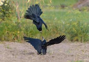 torre - corvus frugílego - en grave lucha en el suelo terminado comida y territorio en otoño hora foto