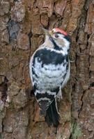 vista trasera de masculino menor manchado pájaro carpintero - secobates menor - posando en un grande ladrar árbol foto