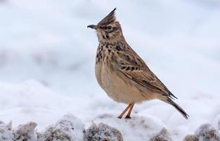 crestado alondra - galerida cristata - posando en Nevado suelo en duro invierno foto