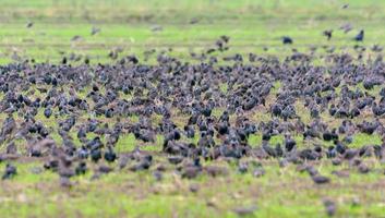 Big flock of common starlings - Sturnus vulgaris - feeding on green field in autumn season photo