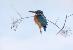 Common kingfisher - Alcedo atthis - perched for hunting in snowy and cold harsh winter time photo