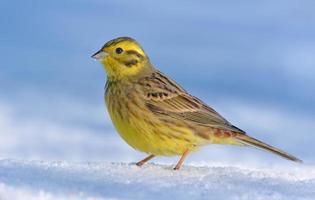 brillante masculino martillo amarillo - emberiza citrinela - soportes posando y resoplando en el nieve suelo en calentar invierno foto