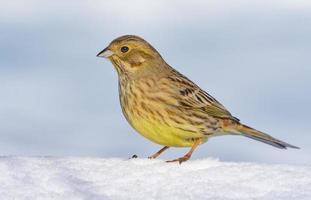 tímido hembra martillo amarillo - emberiza citrinela - camina en el nieve cubrir en calentar soleado invierno foto