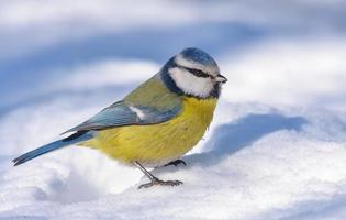 Eurasian blue tit - cyanistes caeruleus - rests on the snow in cold winter day photo