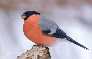 Winter shot of Eurasian Bullfinch - Pyrrhula pyrrhula - perched on small branch with clean snowy background photo