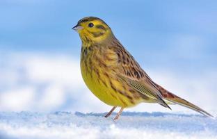 Elegant male Yellowhammer - Emberiza citrinella - stands posing on the snow cover in light winter day photo