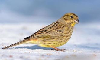 Bright female Yellowhammer - Emberiza citrinella - stands on the snow ground in sunny time photo