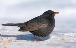 masculino común mirlo - turdus merula - elegante posando en el nieve en duro frío invierno foto