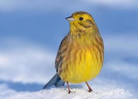 Thinking male Yellowhammer - Emberiza citrinella - stands upright on the snow ground in warm sunny winter day photo