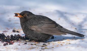 Common blackbird - Turdus merula - feeds on blueberries holding one berry in beak photo