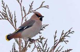 bohemio Waxwing posando en árbol rama en invierno foto