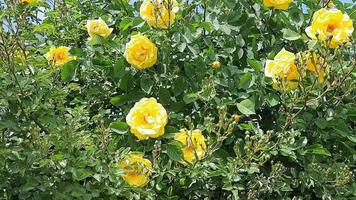 mini cuffie di giallo Riccio Rose su un' caldo estate giorno nel il giardino. il età di il cespuglio è di quindici anni. video