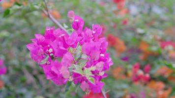 el belleza de buganvillas el color de el flores contrastes con el color de el hojas. video