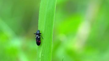 Close-up of a black insect perched on a green leaf swaying in the wind. video